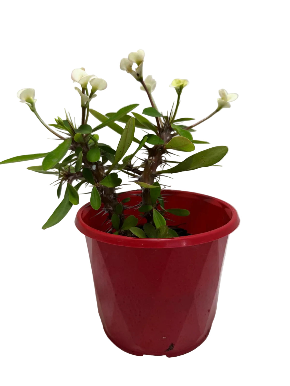 Euphorbia Milli white two in one  #230