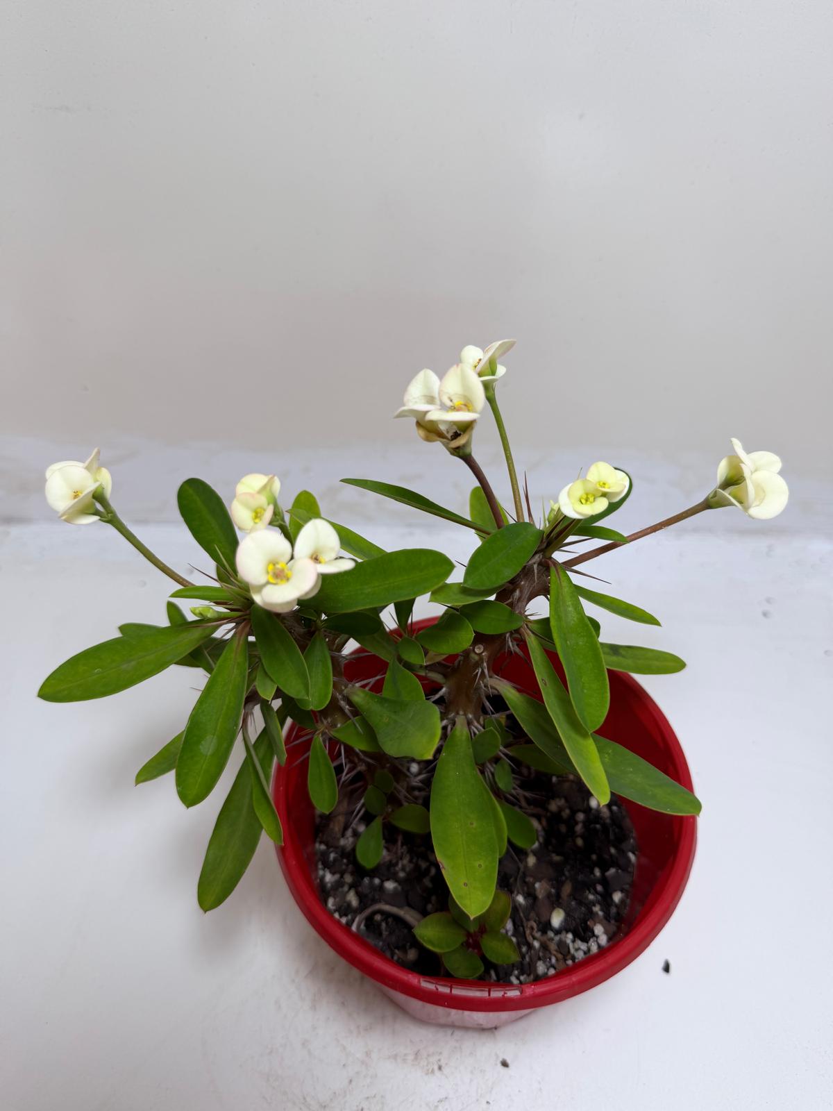 Euphorbia Milli white two in one  #230