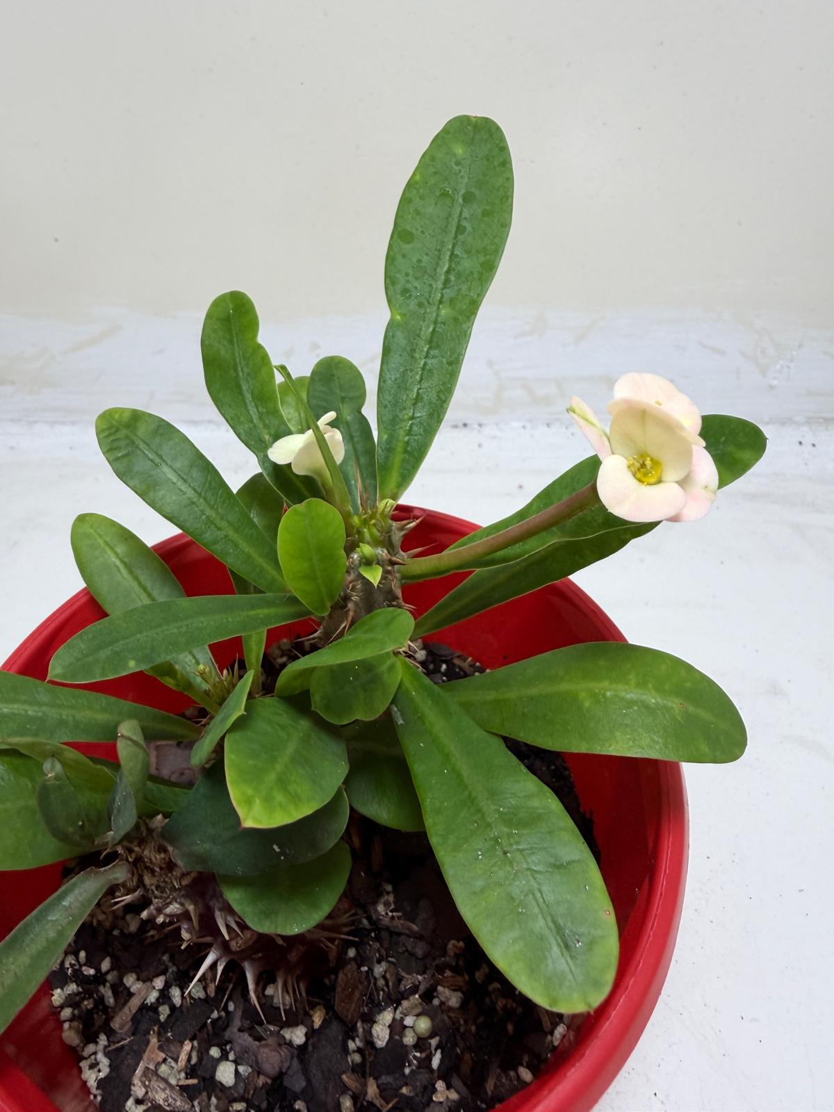 Euphorbia Milli White twin one #211