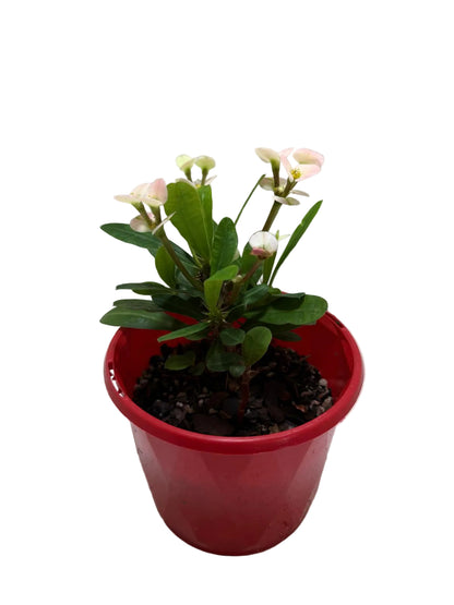 Euphorbia Milli White #214