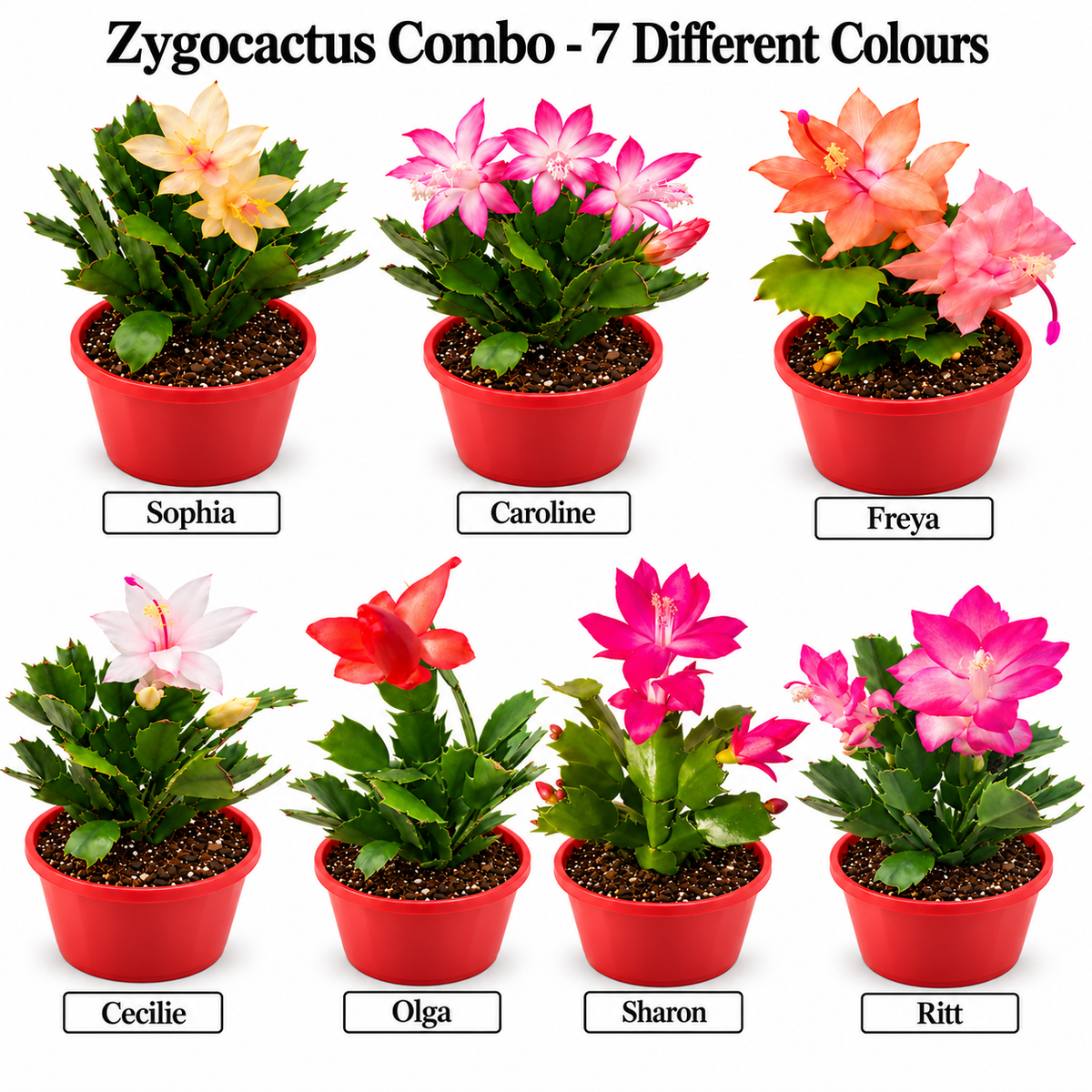 Zygocactus Combo - 7 Different Colours