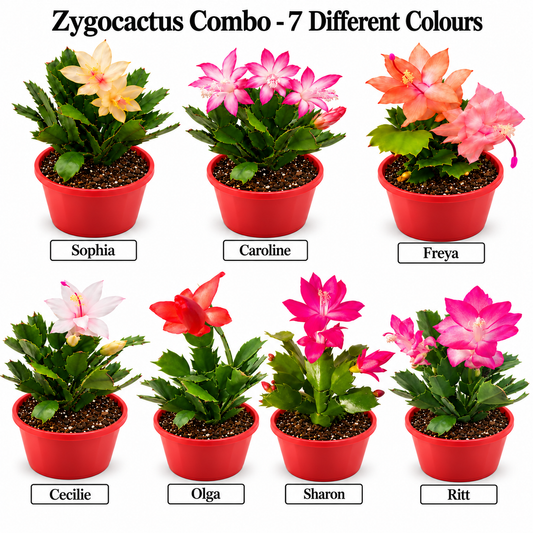 Zygocactus Combo - 7 Different Colours