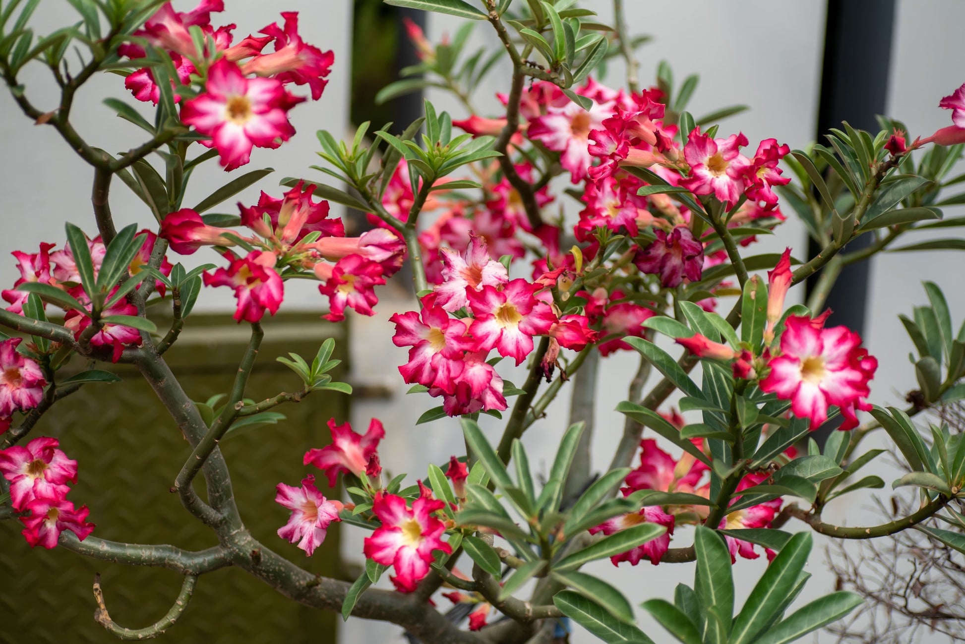 Desert Rose plant flowering with vibrant pink trumpet blooms