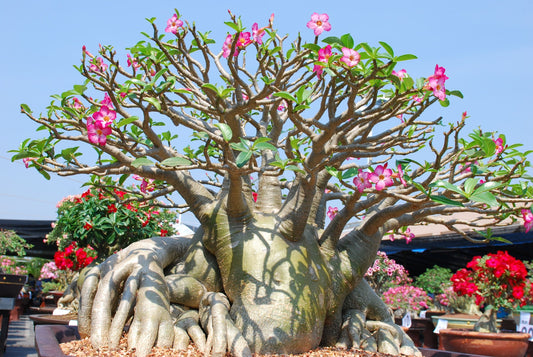 Adenium Obesum Desert Rose plant with pink flowers for sale Australia