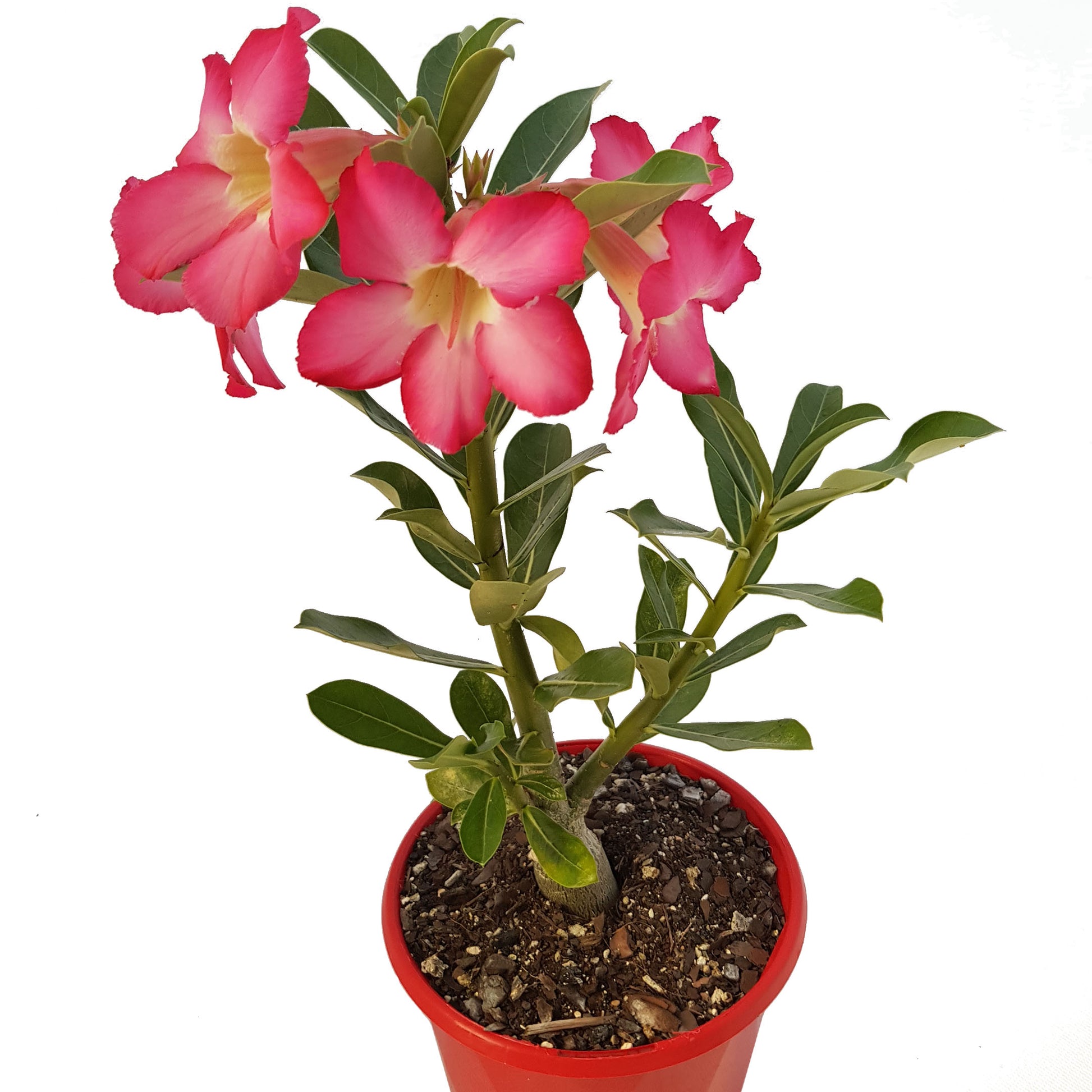 Red Adenium Obesum Desert Rose trumpet-shaped blooms