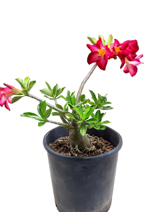 Adenium Obesum Desert rose - Double Layer #507