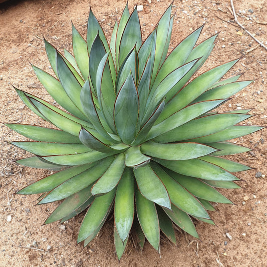 Agave Blue Glow planted in modern Australian garden landscape design water-wise feature plant