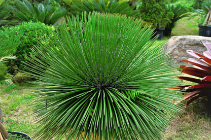 Agave Geminiflora for sale Australia showing spherical form with fine white-edged leaves 