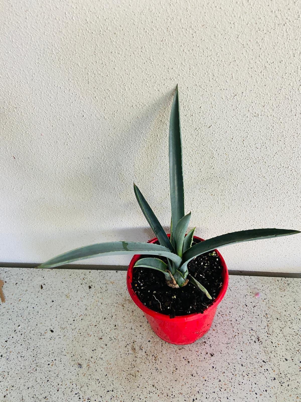 Close-up of Agave Tequilana blue-grey sword-shaped leaves