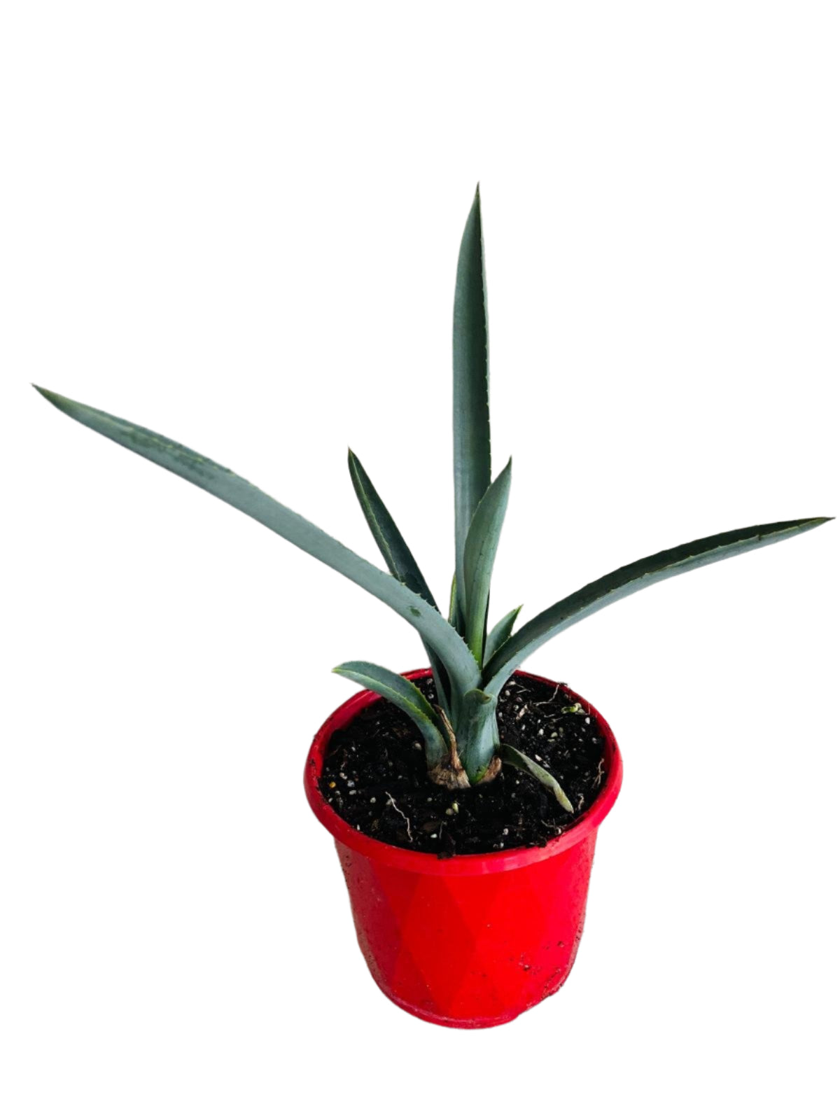 Agave Tequilana Weber in 190mm pot available for purchase online