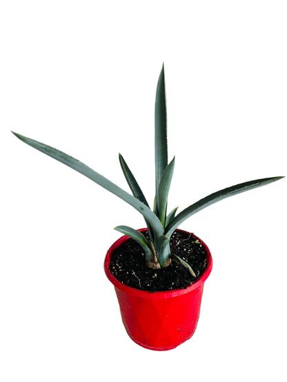 Agave Tequilana Weber in 190mm pot available for purchase online