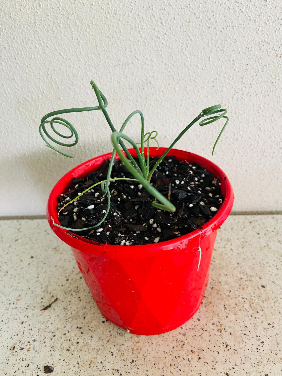 Albuca Spiralis 130mm pot size reference showing plant scale and growth size Australia
