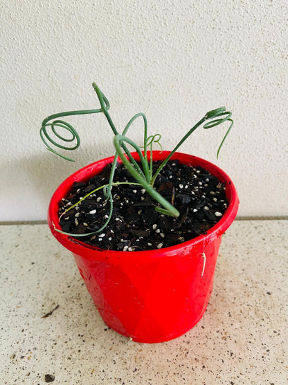 Albuca Spiralis 130mm pot size reference showing plant scale and growth size Australia