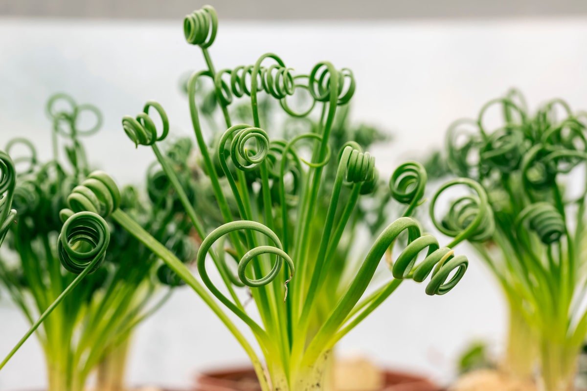 Albuca Spiralis 130mm spiral succulent with tight corkscrew green leaves in pot for sale Australia