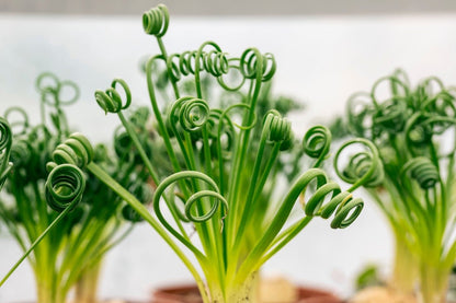 Albuca Spiralis 130mm spiral succulent with tight corkscrew green leaves in pot for sale Australia