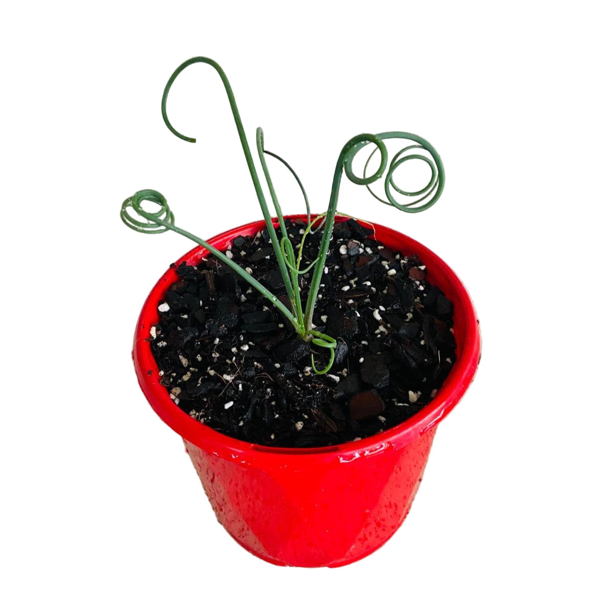 Albuca Spiralis bare root bulb option healthy plant ready for transplanting buy Australia