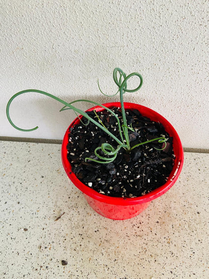 Albuca Spiralis 130mm spiral succulent on bright windowsill perfect indoor plant Australia