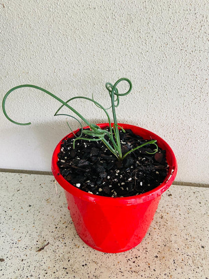 Albuca Spiralis easy care guide for Australian conditions light water soil requirements