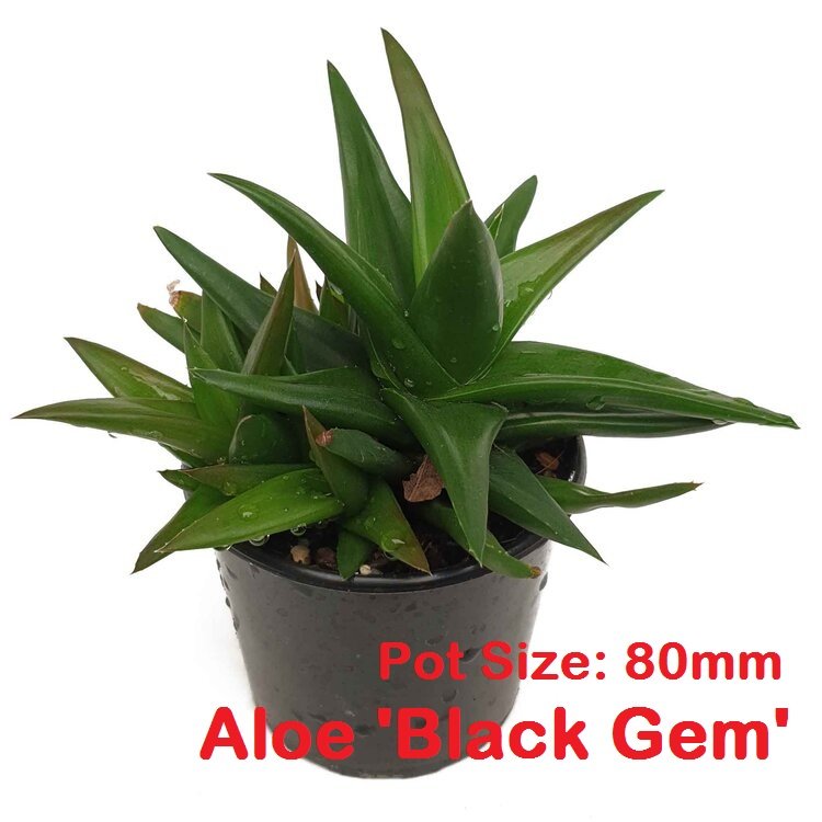 Close-up of Aloe Black Gem and Portulaca Variegated Sunjewels in cheap succulents bundle #4, colorful rosettes for Australian rock gardens.