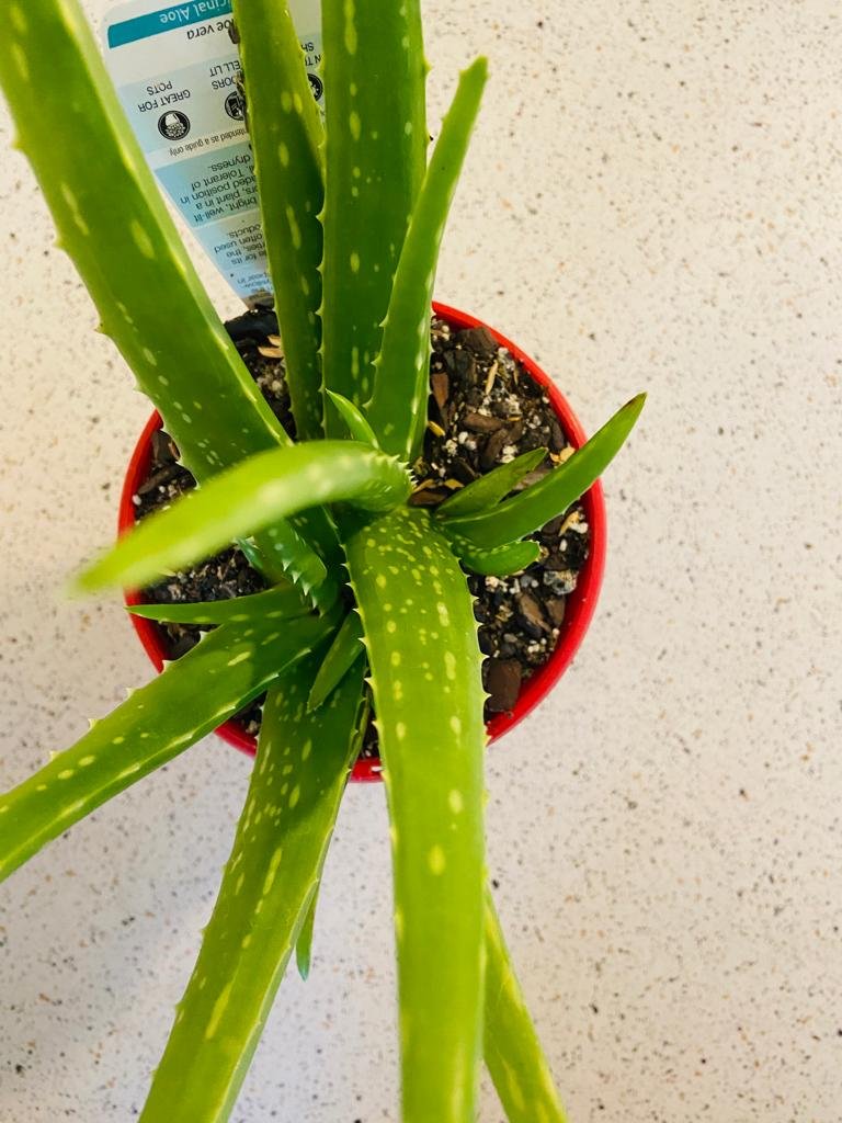 Close-up of fresh Aloe Vera gel for natural skincare