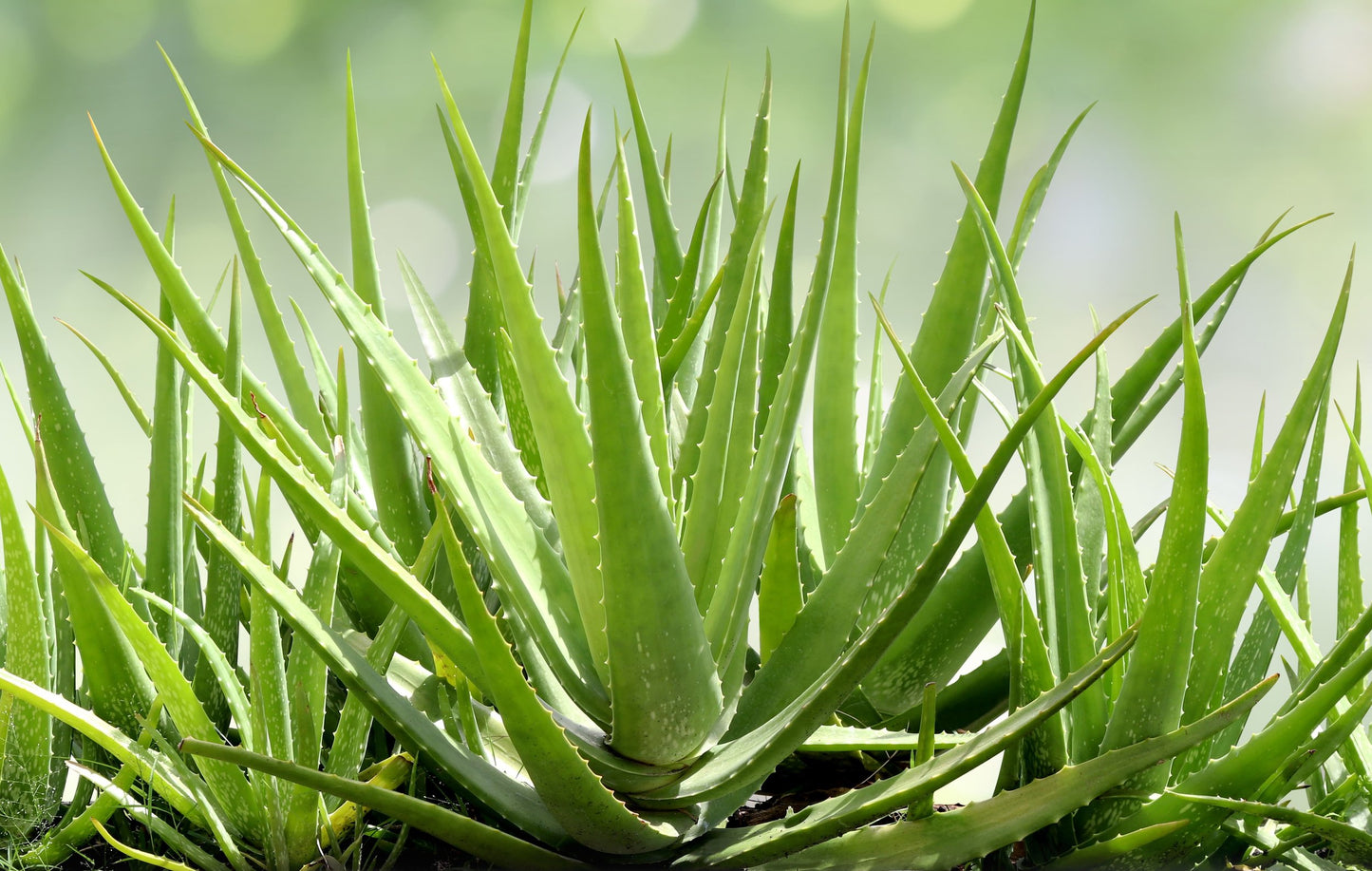 aloe vera plant bunnings Buy Aloe Vera Plant