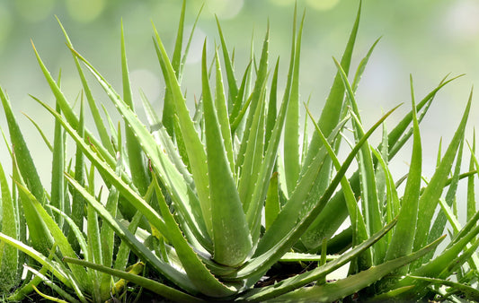 Fresh Aloe Vera plant in red pot, Australian grown