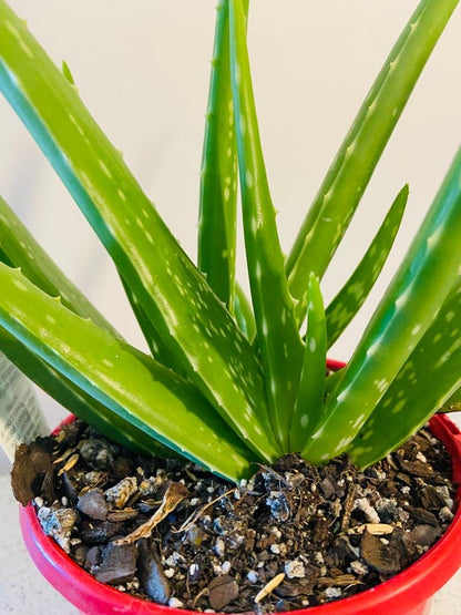 Aloe Vera succulent showing thick medicinal gel-filled leaves