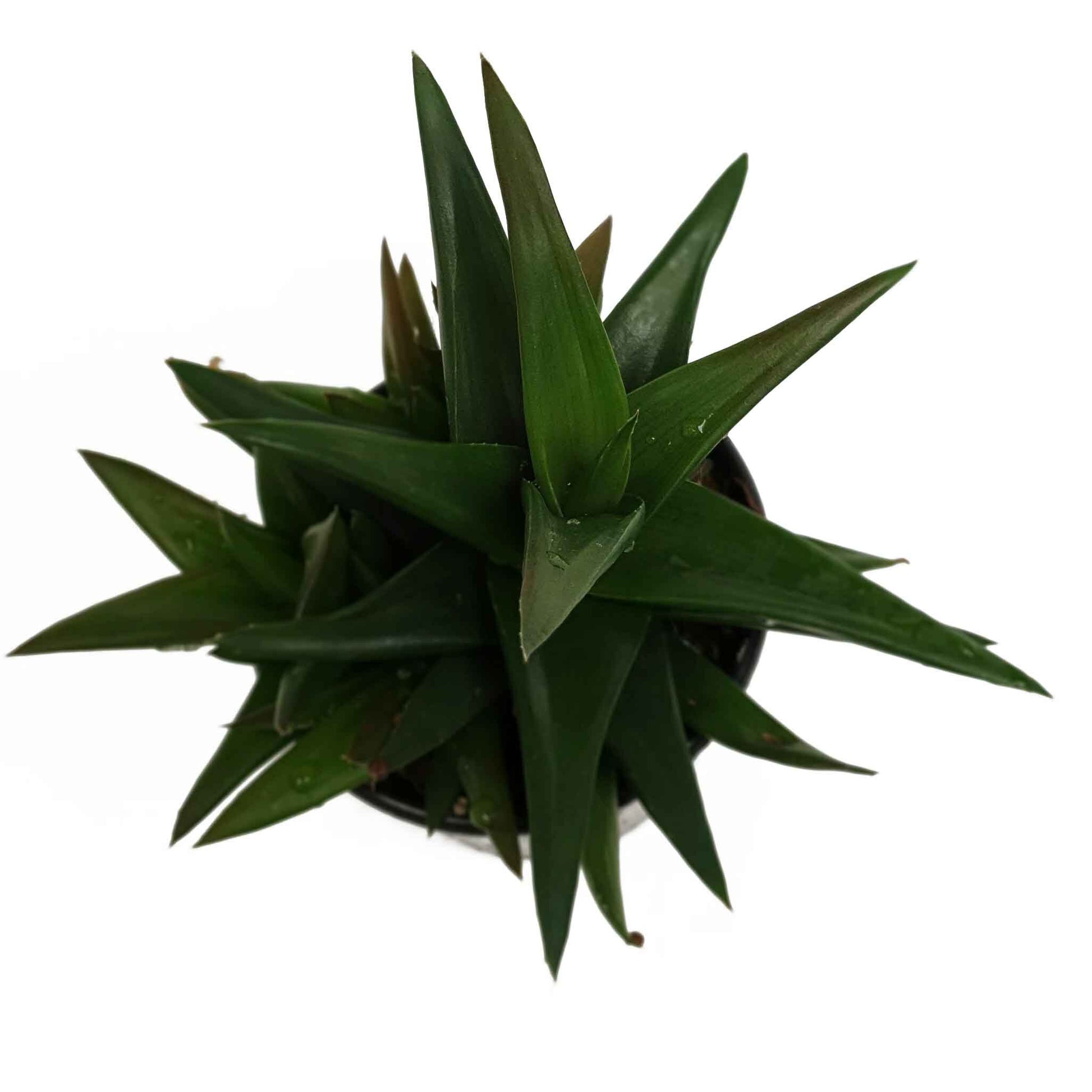 dark aloe vera plant Buy Aloe Black Gem