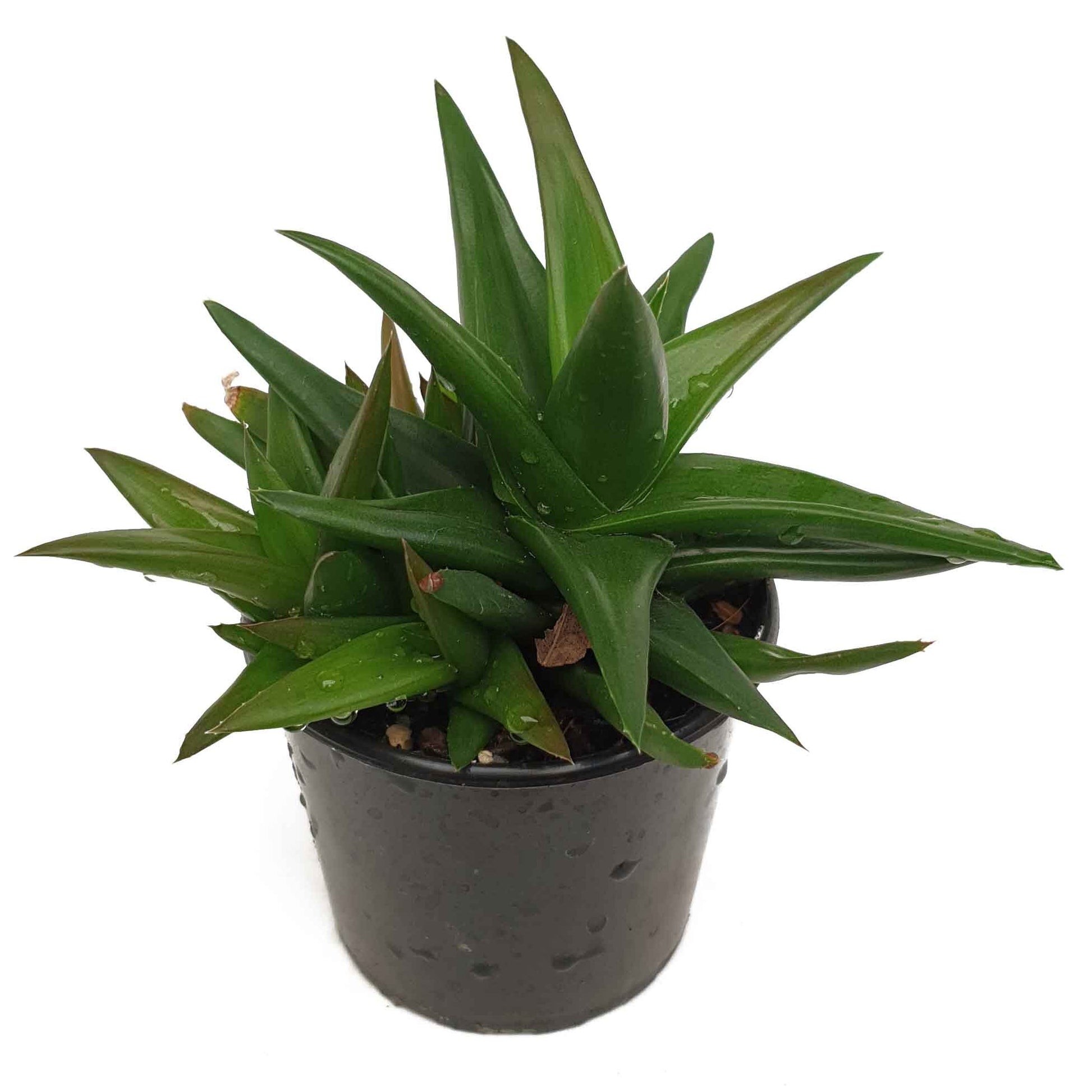 aloe black gem succulent Buy Aloe Black Gem