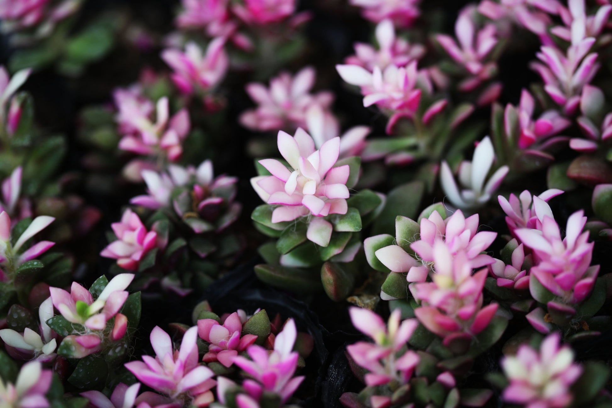 succulent anacampseros Buy Anacampseros Rufescens Sand Rose