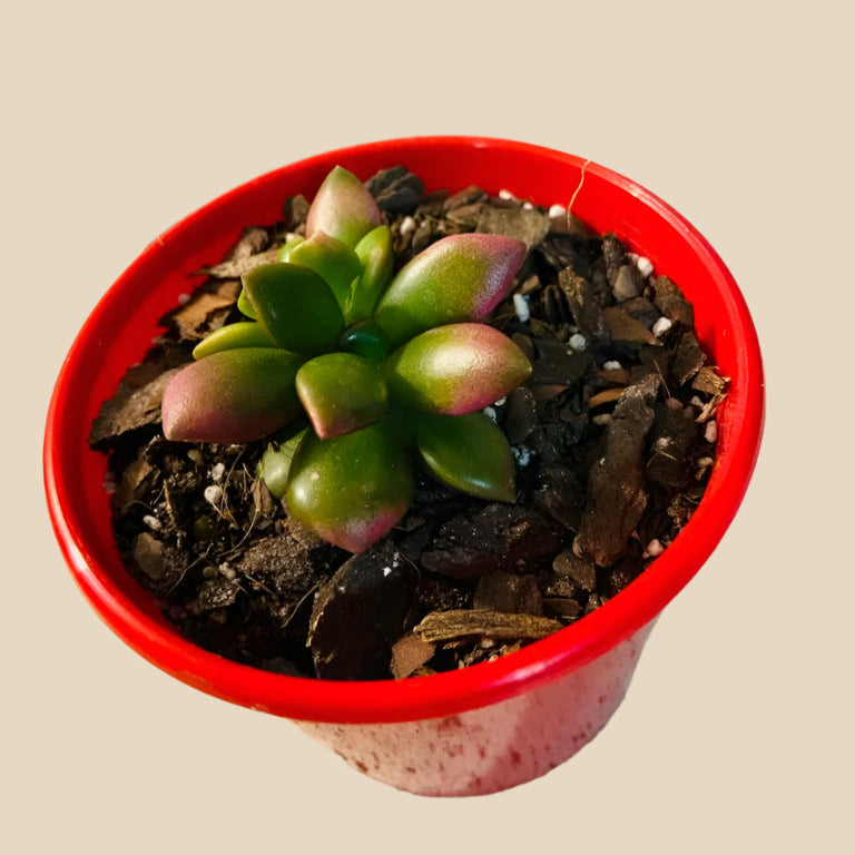 Close up of Anacampseros Sunrise jewel succulent with vibrant pink and orange rosettes
