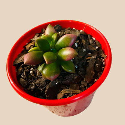 Close up of Anacampseros Sunrise jewel succulent with vibrant pink and orange rosettes