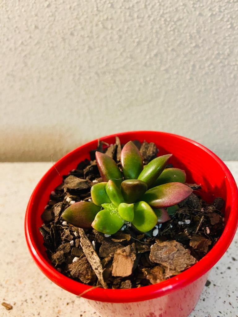 Top view of compact Anacampseros Sunrise showing tight rosette formation with fuzzy texture