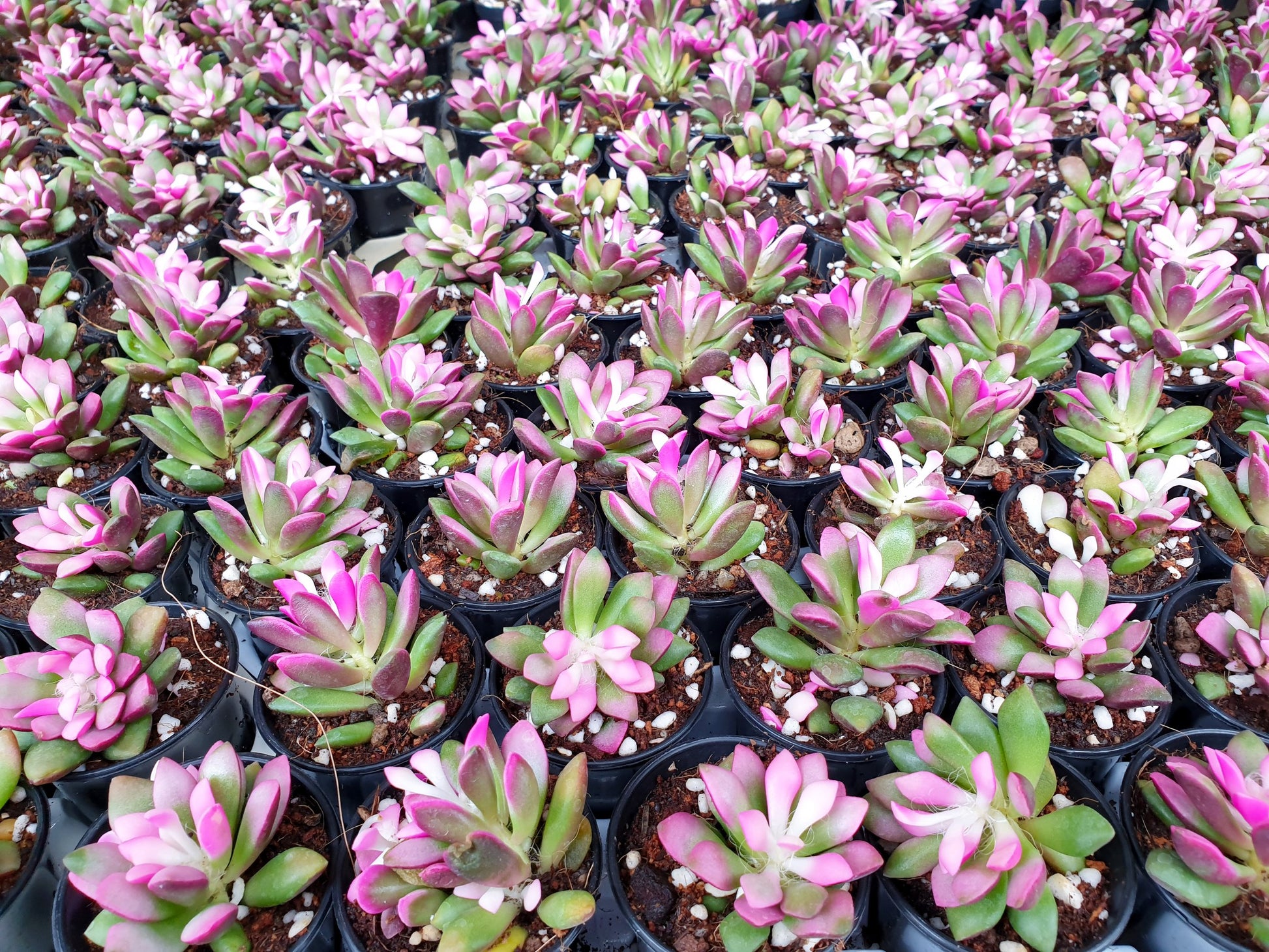 Anacampseros Sunrise rainbow succulent showing pink orange and green color-changing leaves in 80mm pot