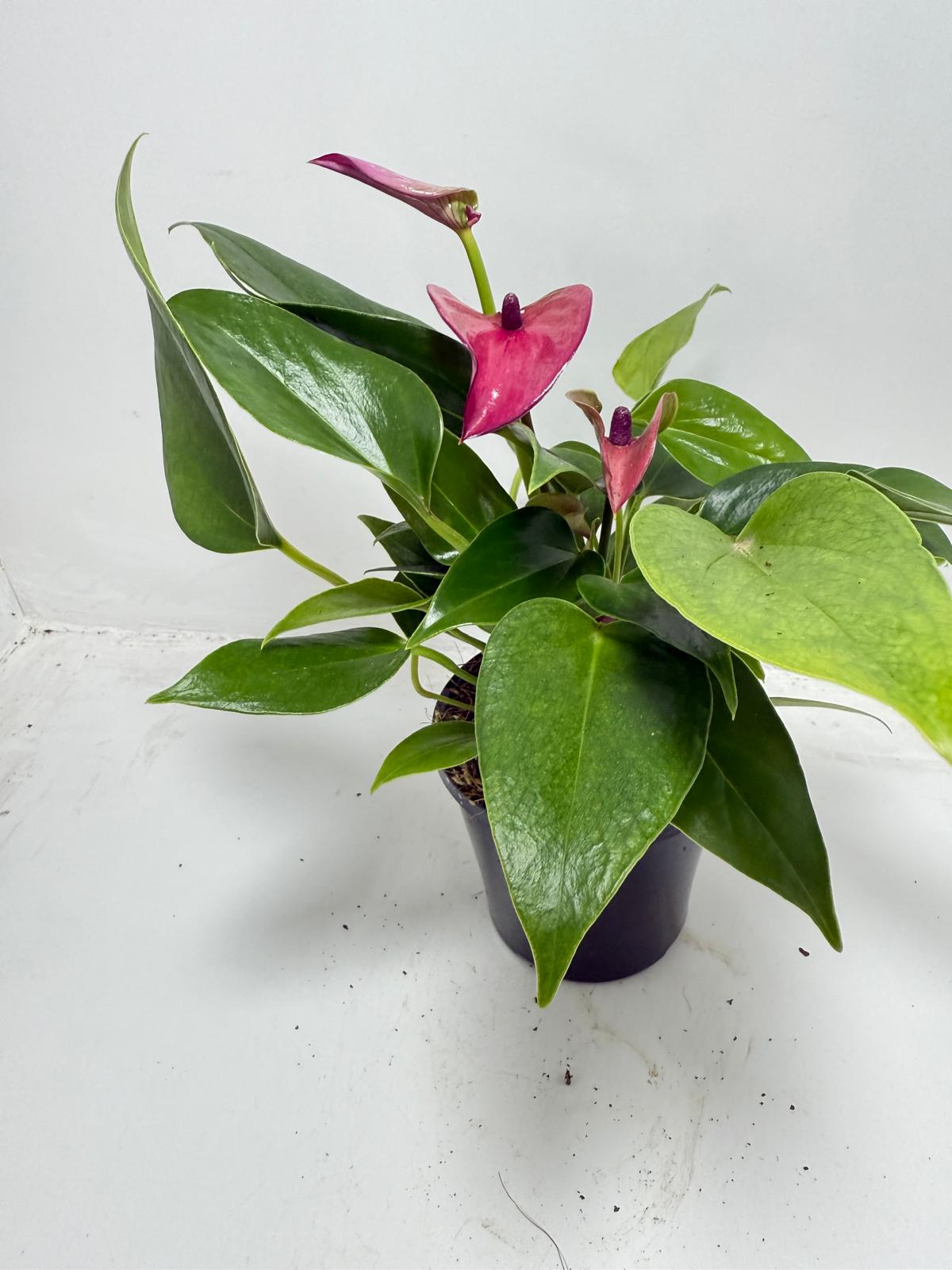 Anthurium Baby Purple plant care instructions for Australian growing conditions