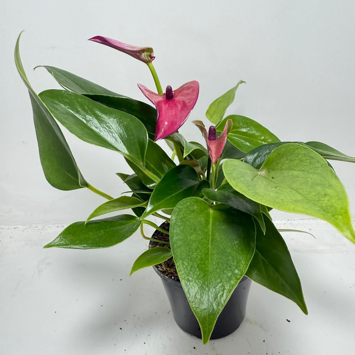 Close up of Anthurium Baby Purple burgundy spathe and glossy leaves for sale Australia
