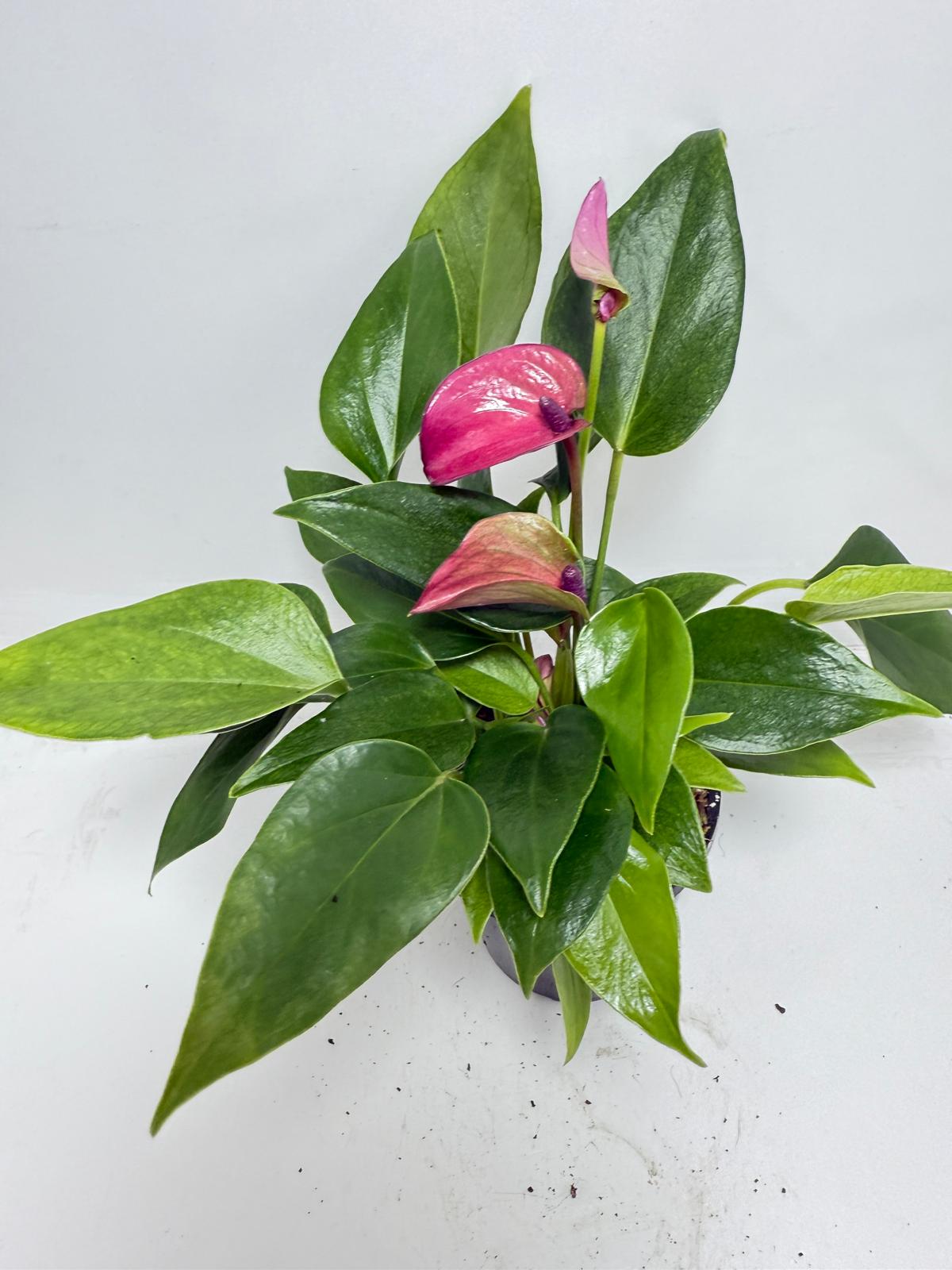 Anthurium Baby Purple displayed in modern Australian home interior decor