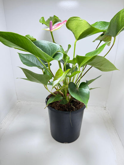 Buy Anthurium Beauty Queen in 100mm pot with decorative planter Australia wide shipping