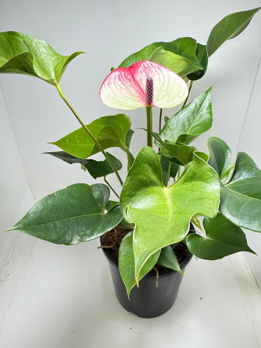 Anthurium Beauty Queen showing glossy deep green heart-shaped tropical leaves