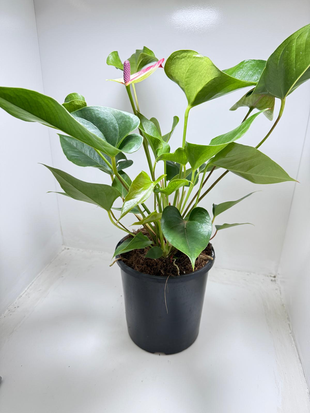 Anthurium Beauty Queen for sale Australia - premium tropical houseplant with year-round blooms