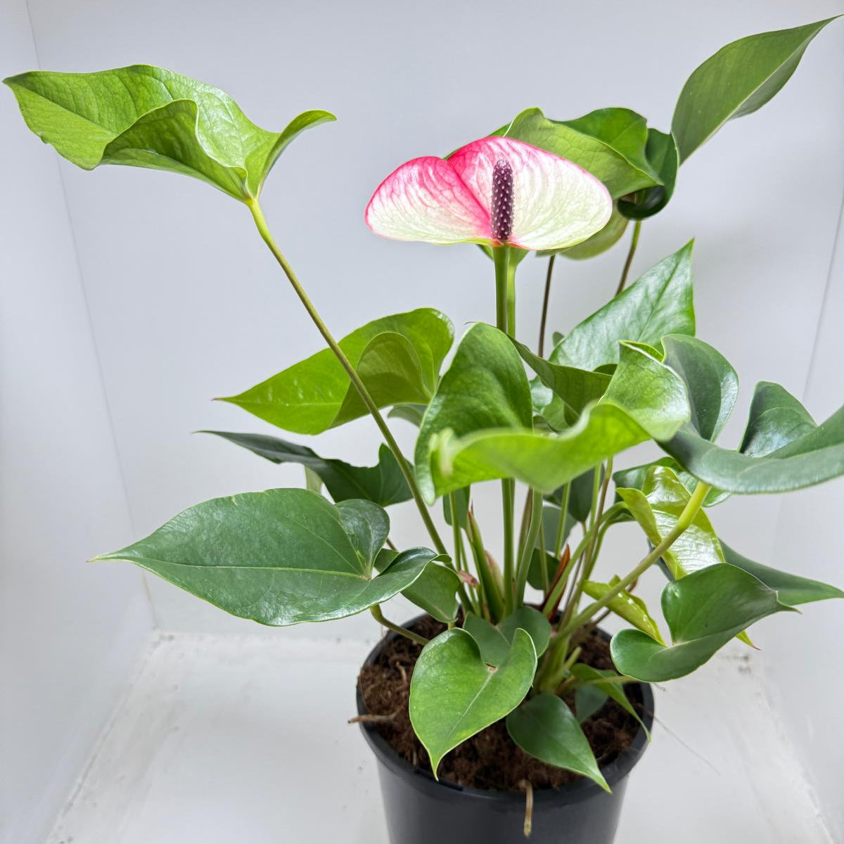 Anthurium Beauty Queen with vibrant pink heart-shaped flowers in 100mm pot with decorative planter