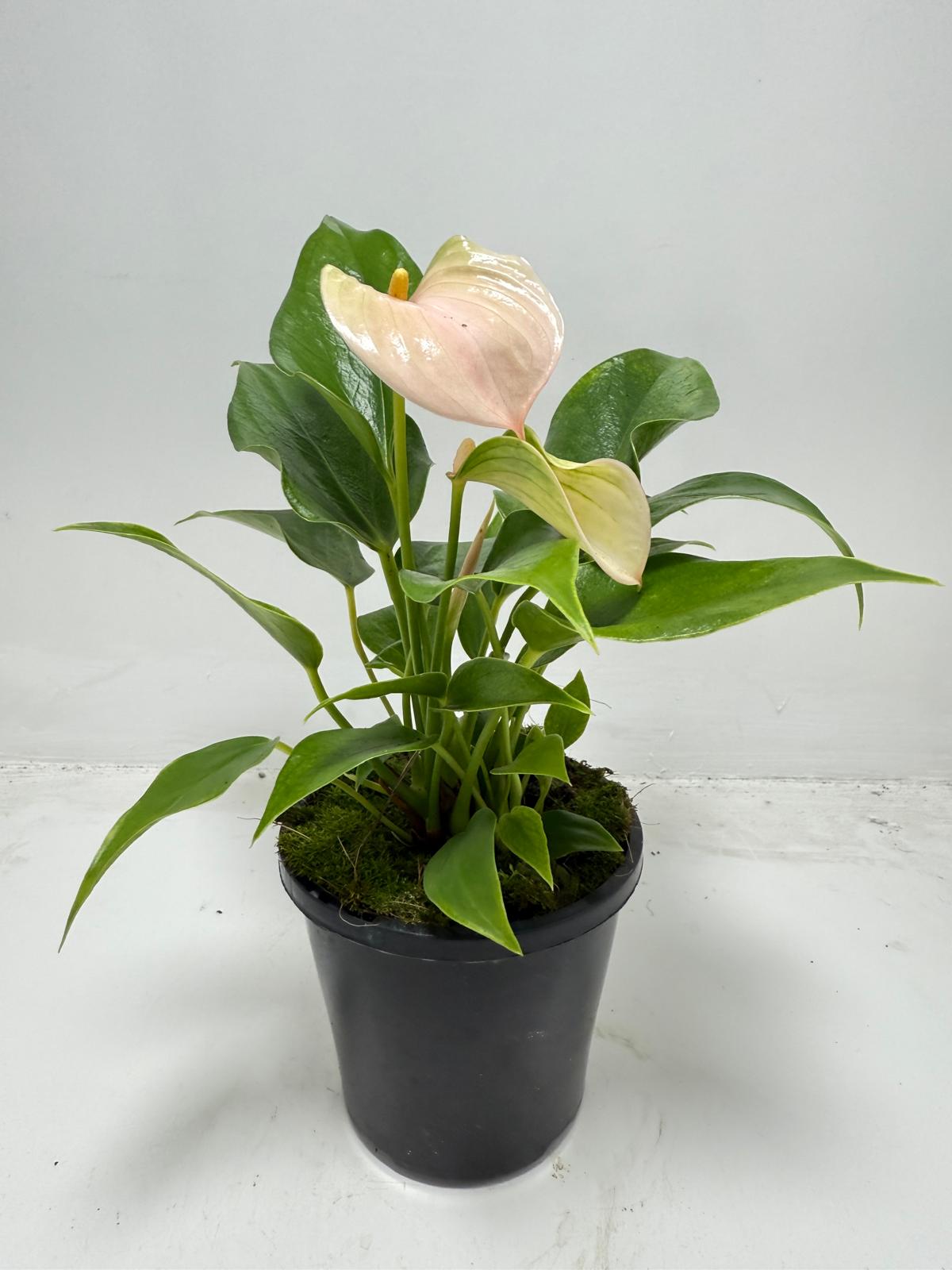 Anthurium Jolie Peach for sale in 100mm container ready for delivery