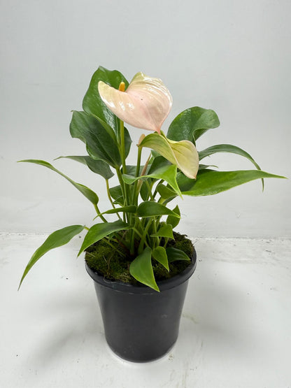 Anthurium Jolie Peach for sale in 100mm container ready for delivery