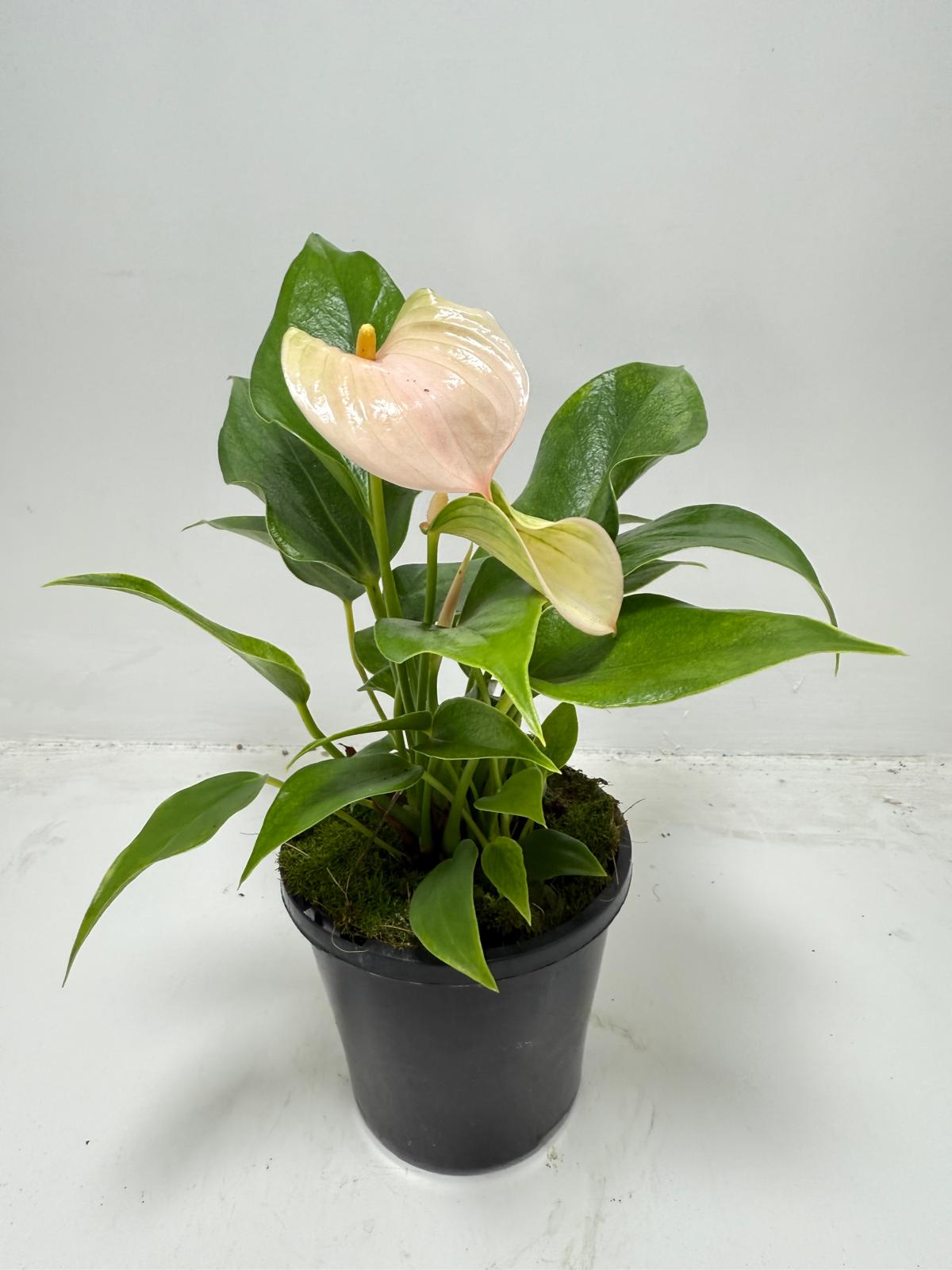 Tropical Anthurium Jolie Peach houseplant perfect for Australian homes