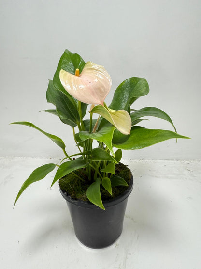 Tropical Anthurium Jolie Peach houseplant perfect for Australian homes