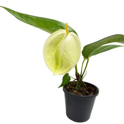 Anthurium Pigtail plant with unique curly orange spadix in 100mm pot Australia