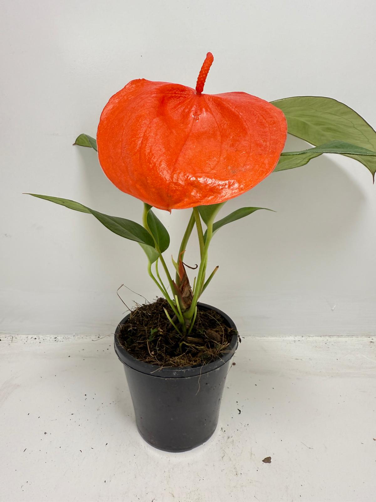 Full Anthurium Suzan plant showing glossy leaves and curled flowers for sale Australia