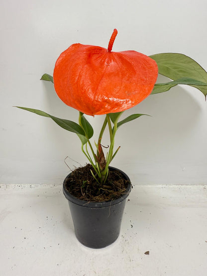 Full Anthurium Suzan plant showing glossy leaves and curled flowers for sale Australia
