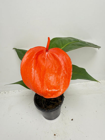 Anthurium Scherzerianum Suzan indoor plant with vibrant red flowering
