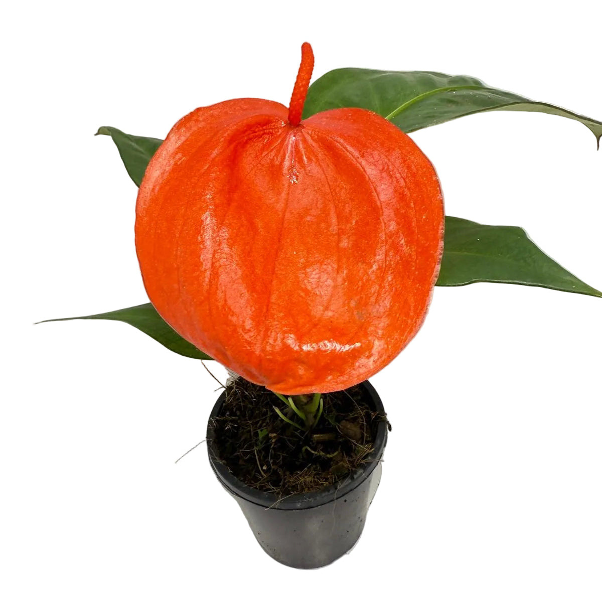 Anthurium Suzan Scherzerianum Pigtail with curly red flowers in 100mm pot Australia